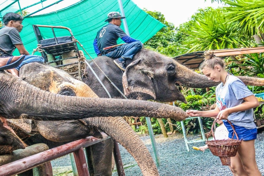 Живой Самуи — тур на семейную Эко-ферму слонов, остров Самуи, Таиланд