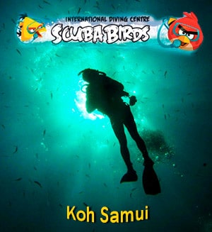 Scuba birds diving, Koh Samui