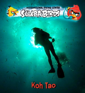 Scuba birds diving, Koh Tao