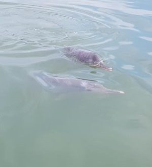 Тур к розовым дельфинам, Самуи