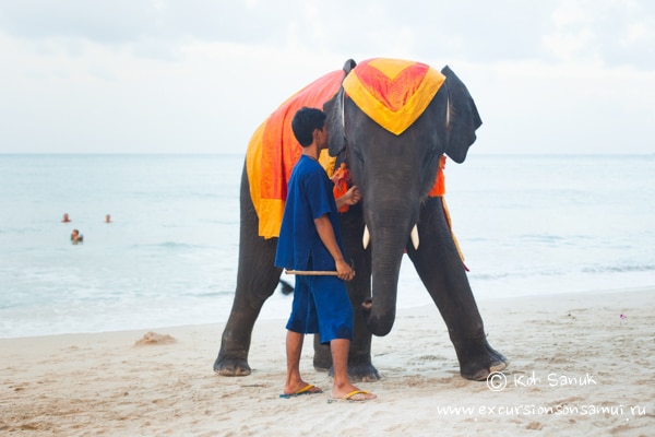 Аренда слона, остров Самуи, Таиланд