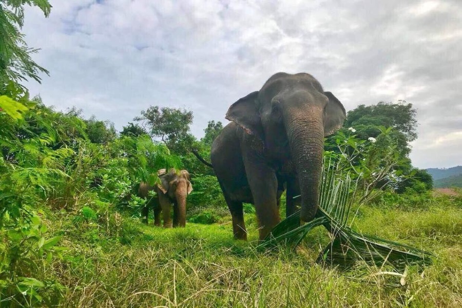 Слоновий заповедник. Этичный туризм, остров Самуи, Таиланд