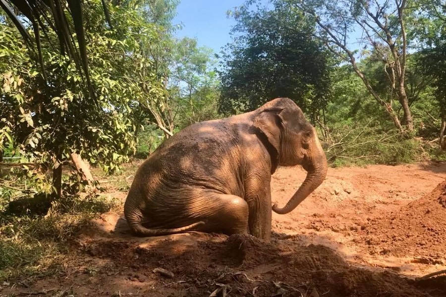 Слоновий заповедник. Этичный туризм, остров Самуи, Таиланд