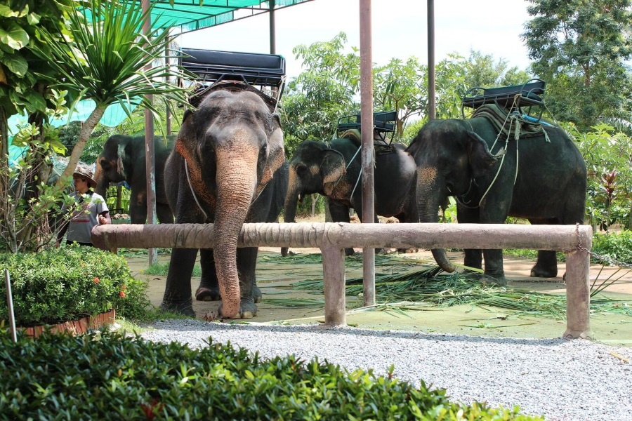 Катание на слонах для детей и взрослых, остров Самуи, Таиланд