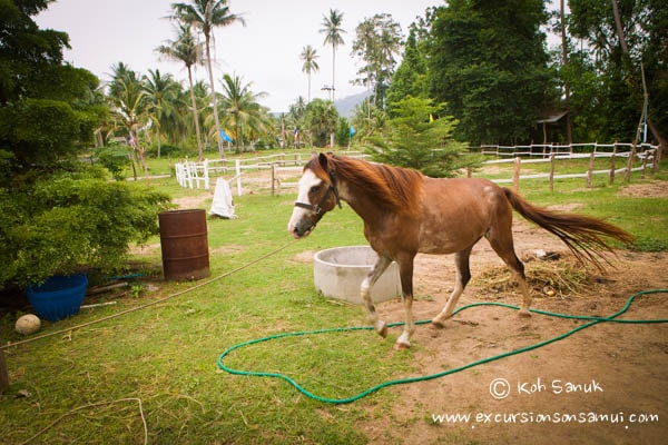 Прогулка на лошадях по пляжу и джунглям, остров Самуи, Таиланд