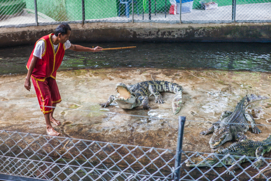 Ферма крокодилов, остров Самуи, Таиланд