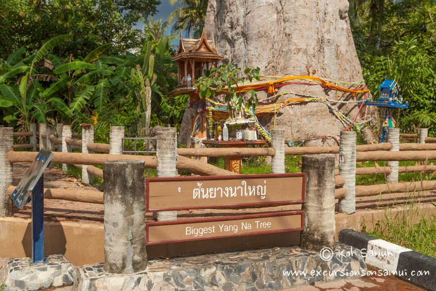 Обзорный тур на о. Панган на сонгтео, остров Самуи, Таиланд