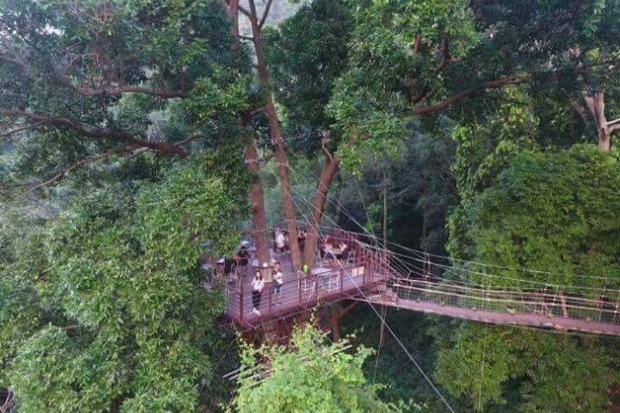 Канатная дорога и кафе на дереве «Tree bridge», остров Самуи, Таиланд