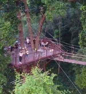 Tree bridge, Самуи